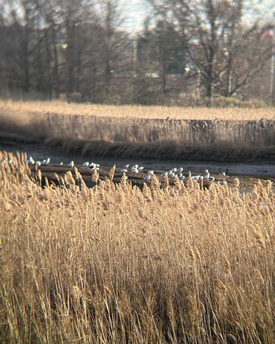 gull sp. - ML647255480