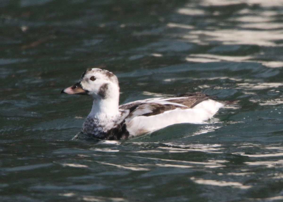 hoholka lední - ML647255481