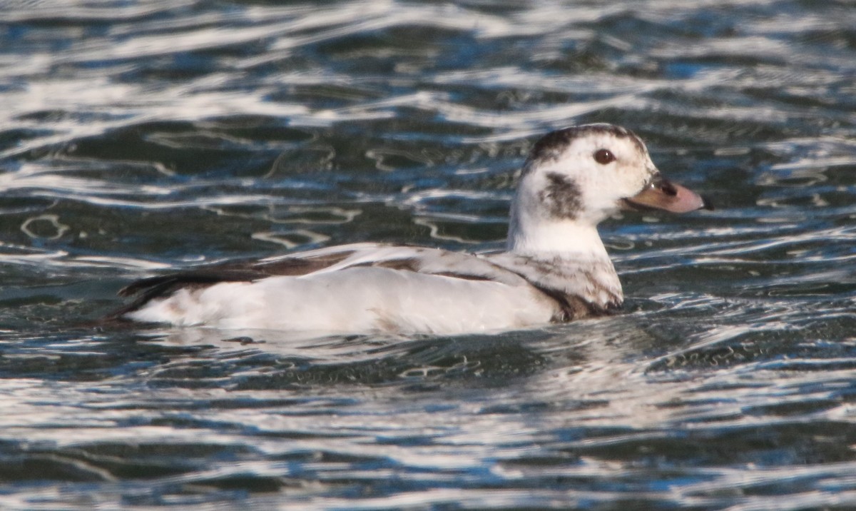 hoholka lední - ML647255482