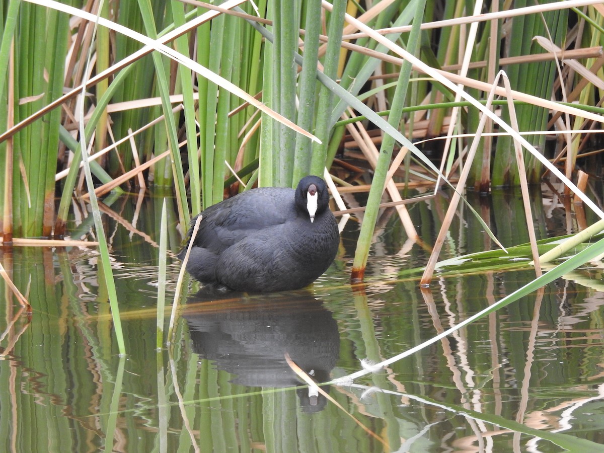 American Coot - ML647255483