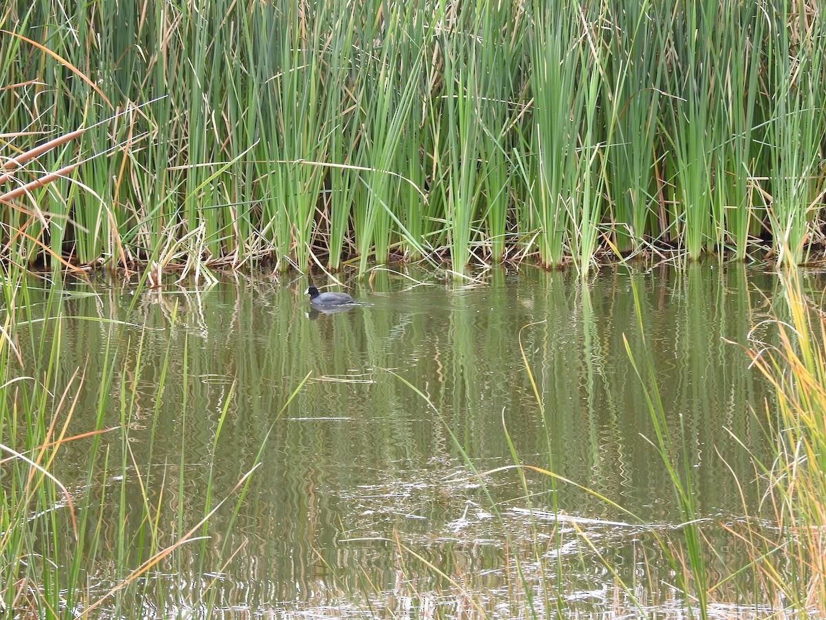 American Coot - ML647255484