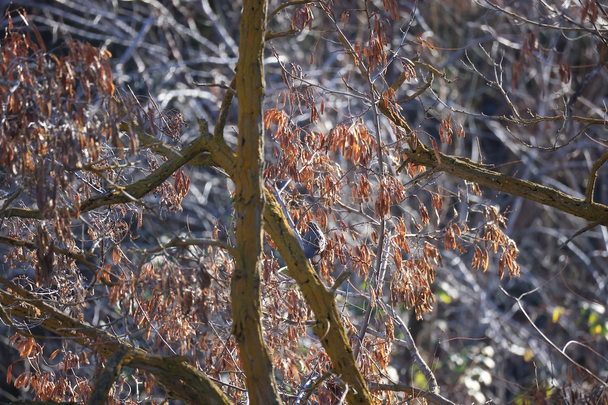 California Quail - ML647255485