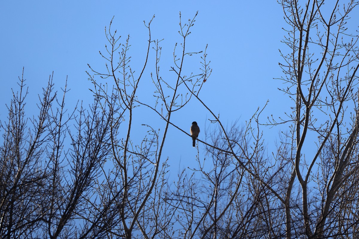 Cooper's Hawk - ML647255490