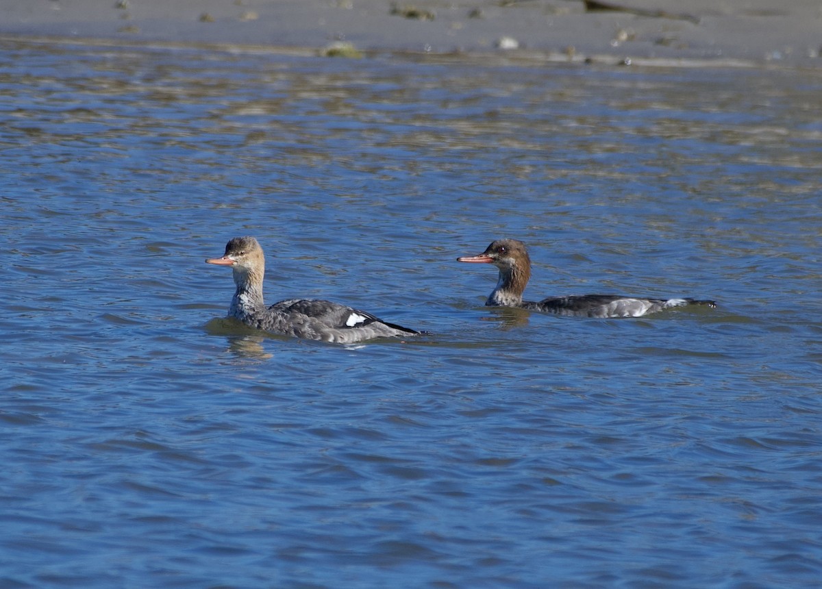 Red-breasted Merganser - ML647255496