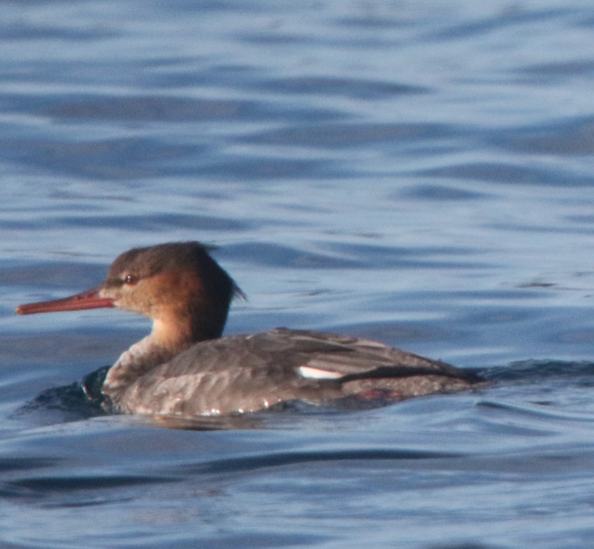 morčák prostřední - ML647255508