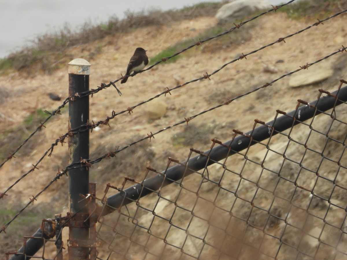 Black Phoebe - ML647255510