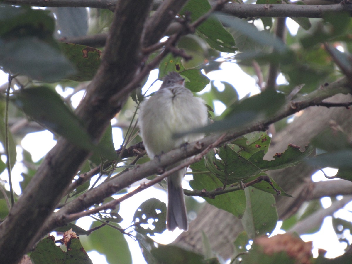 Yellow-bellied Elaenia - ML647255514