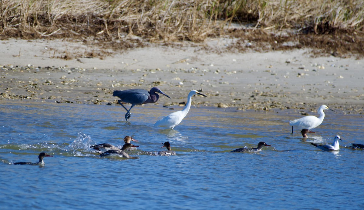 Red-breasted Merganser - ML647255516