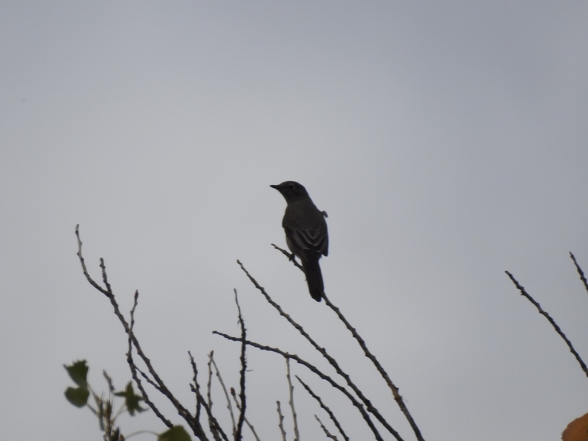 Townsend's Solitaire - ML647255522