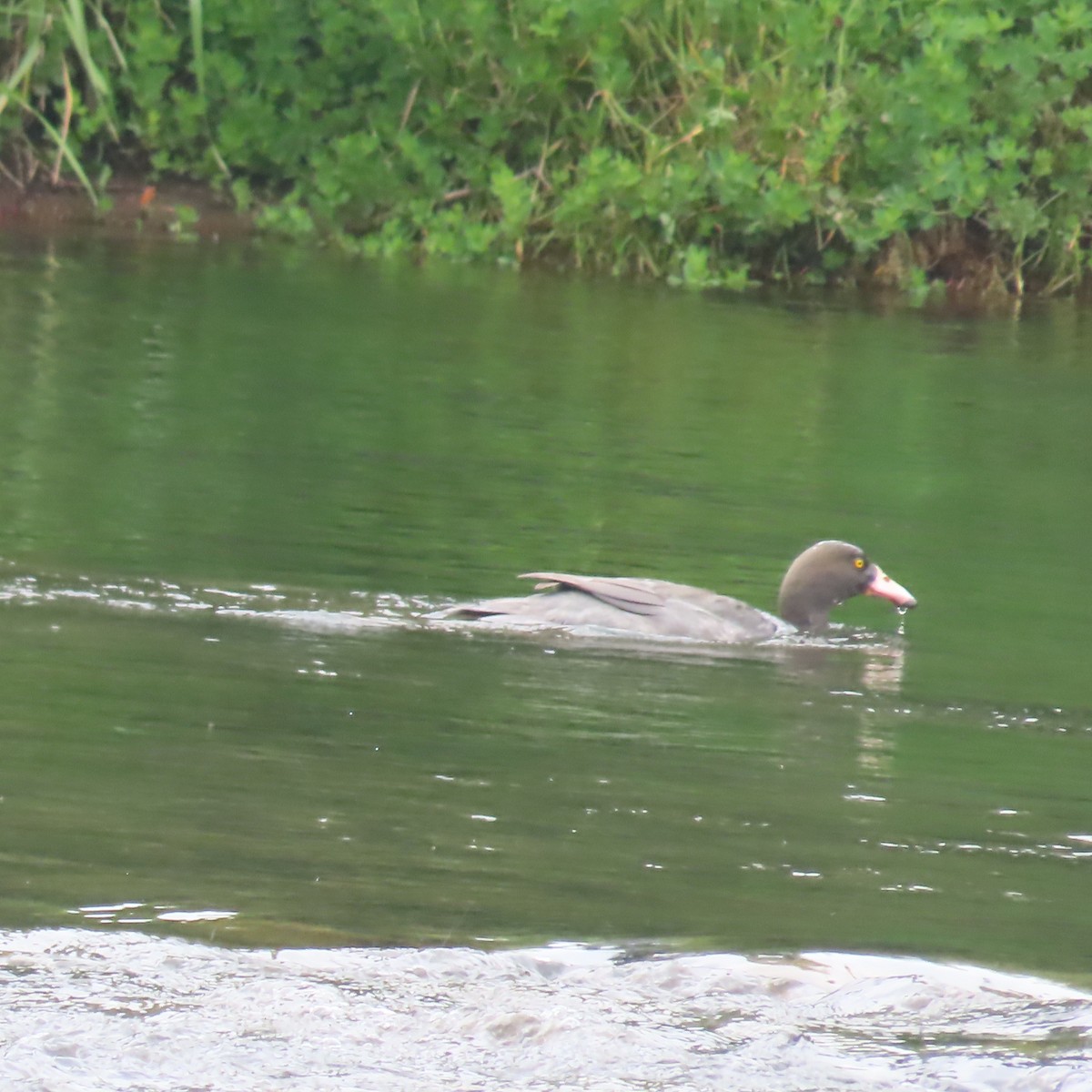 Saumschnabelente - ML647255525