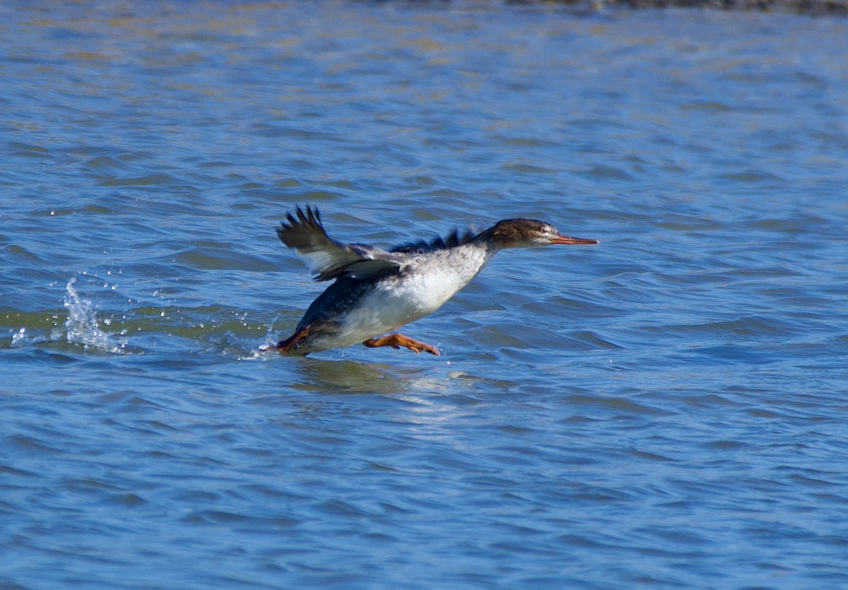 Red-breasted Merganser - ML647255531