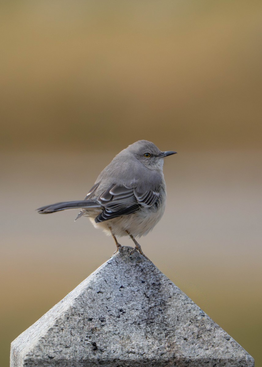 Sinsonte Norteño - ML647255532