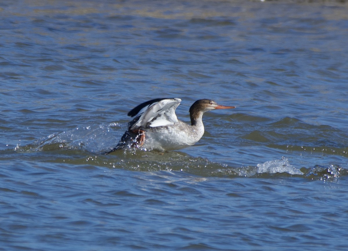Red-breasted Merganser - ML647255534