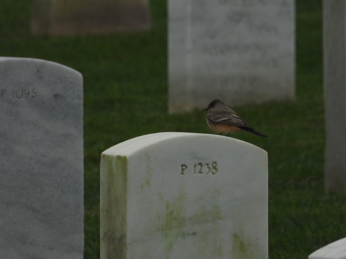 Say's Phoebe - ML647255537