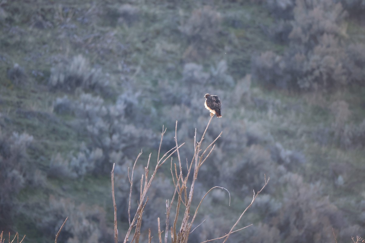 Red-tailed Hawk - ML647255539