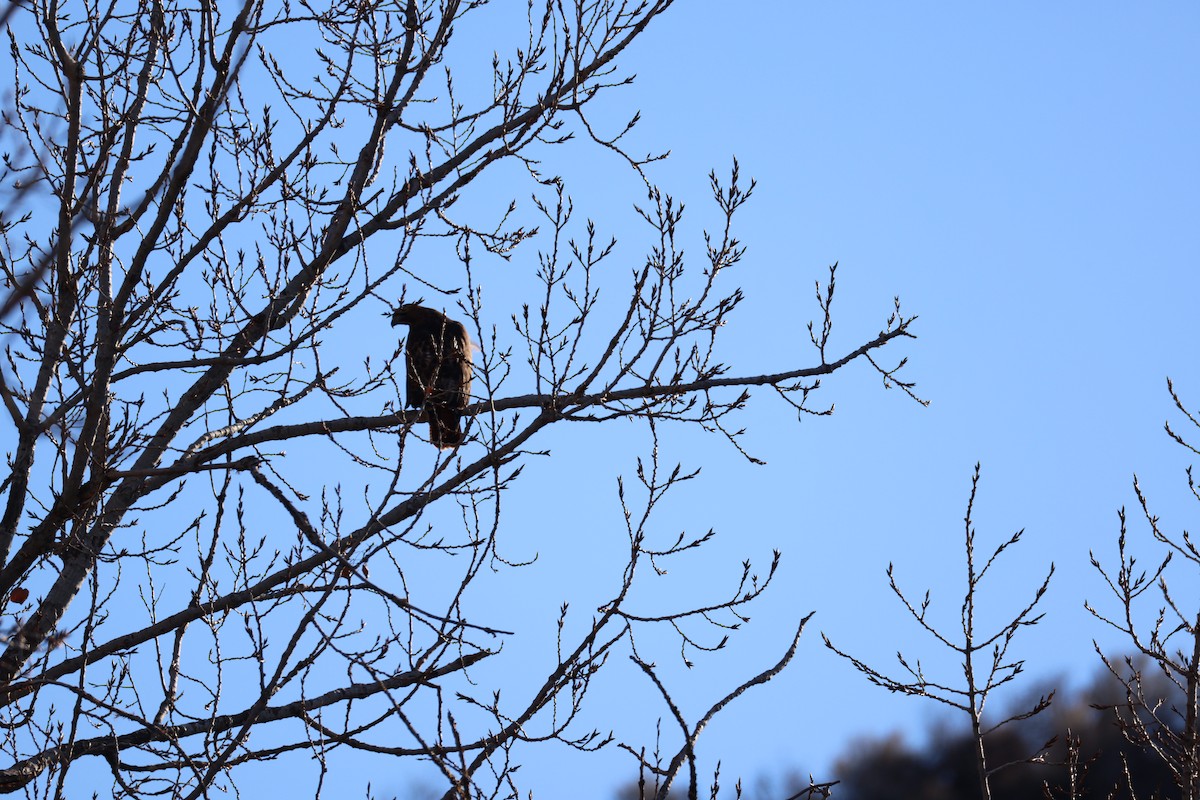 Red-tailed Hawk - ML647255540