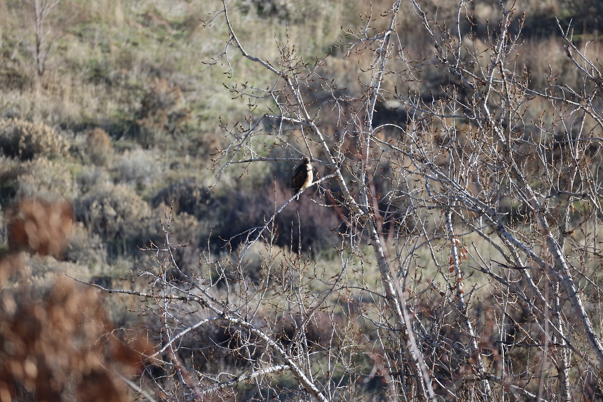 Red-tailed Hawk - ML647255541