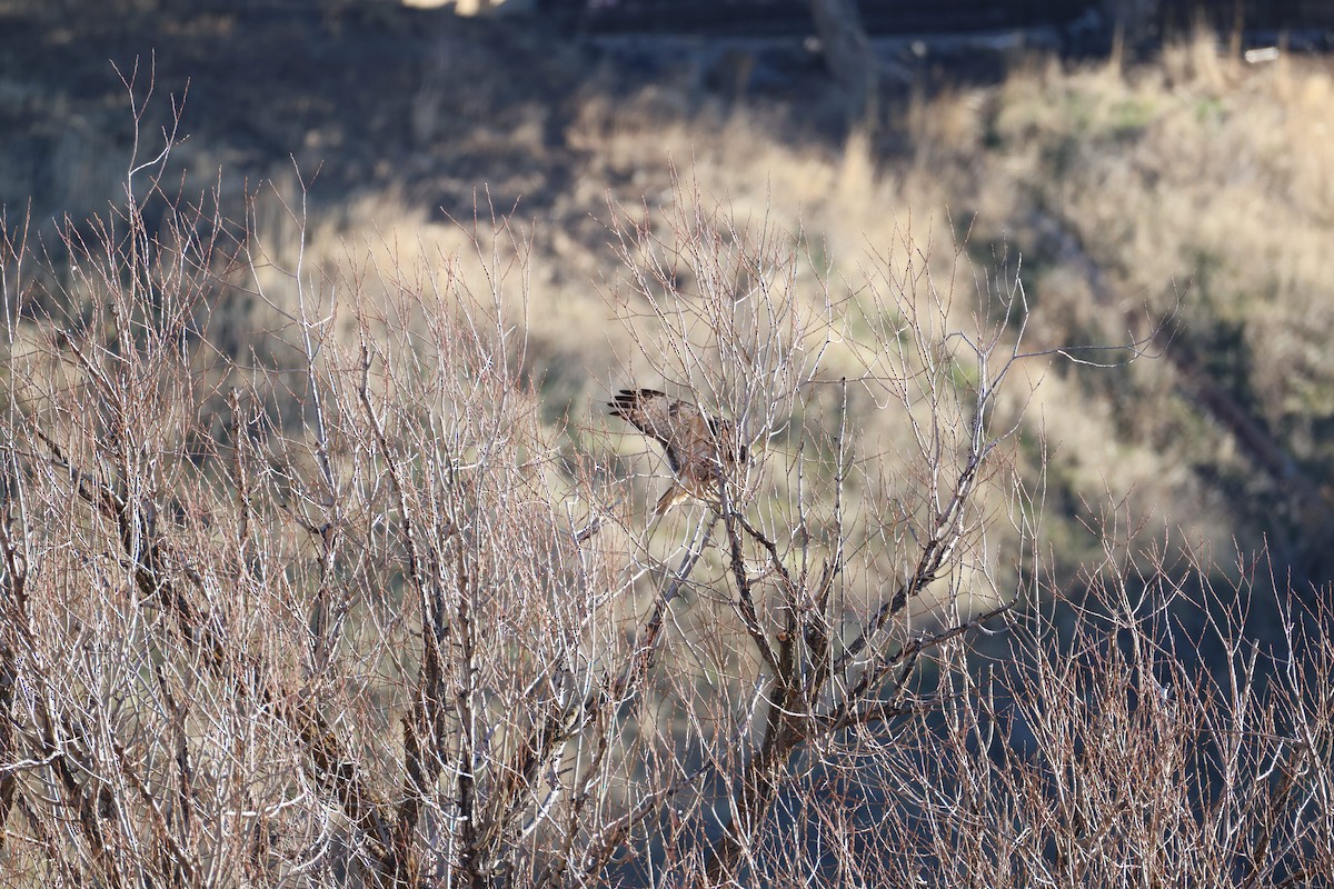 Red-tailed Hawk - ML647255542