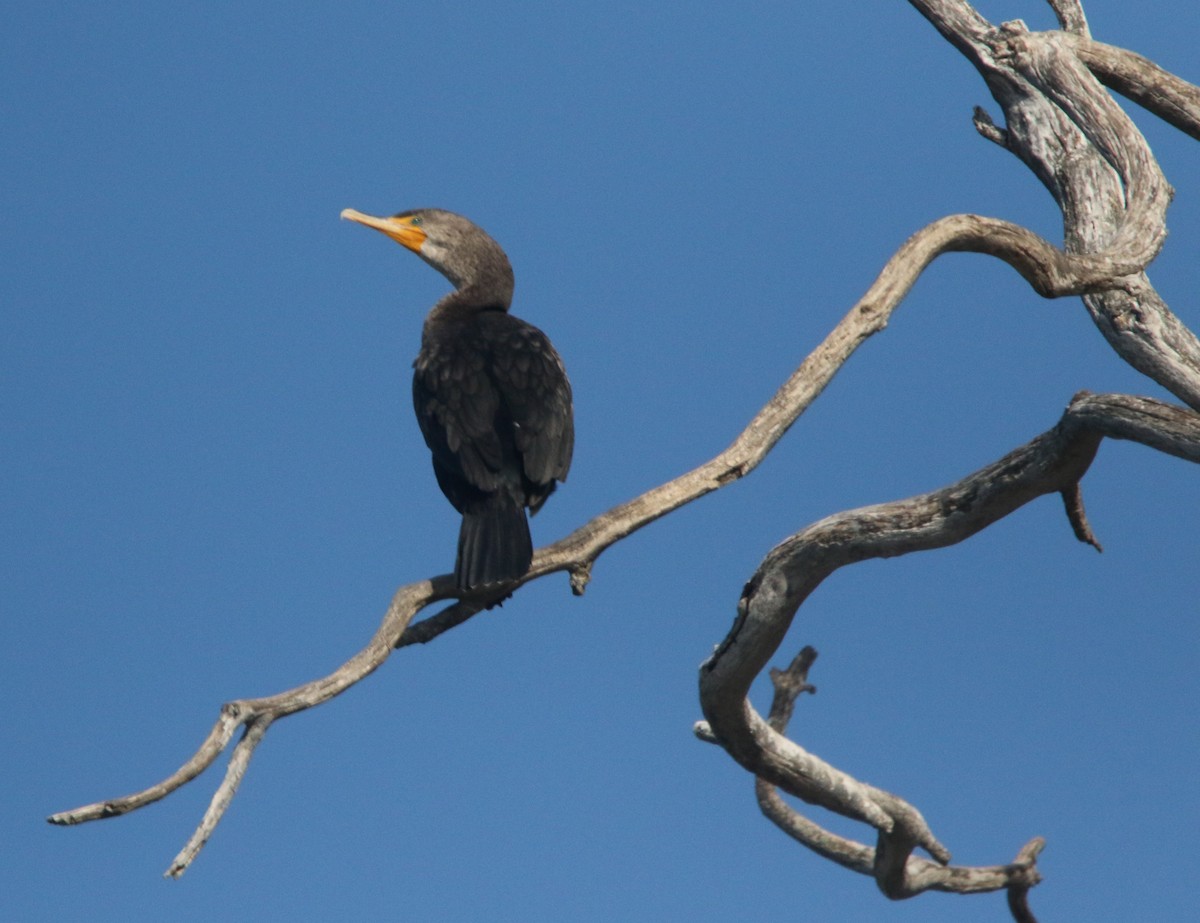 kormorán ušatý - ML647255543