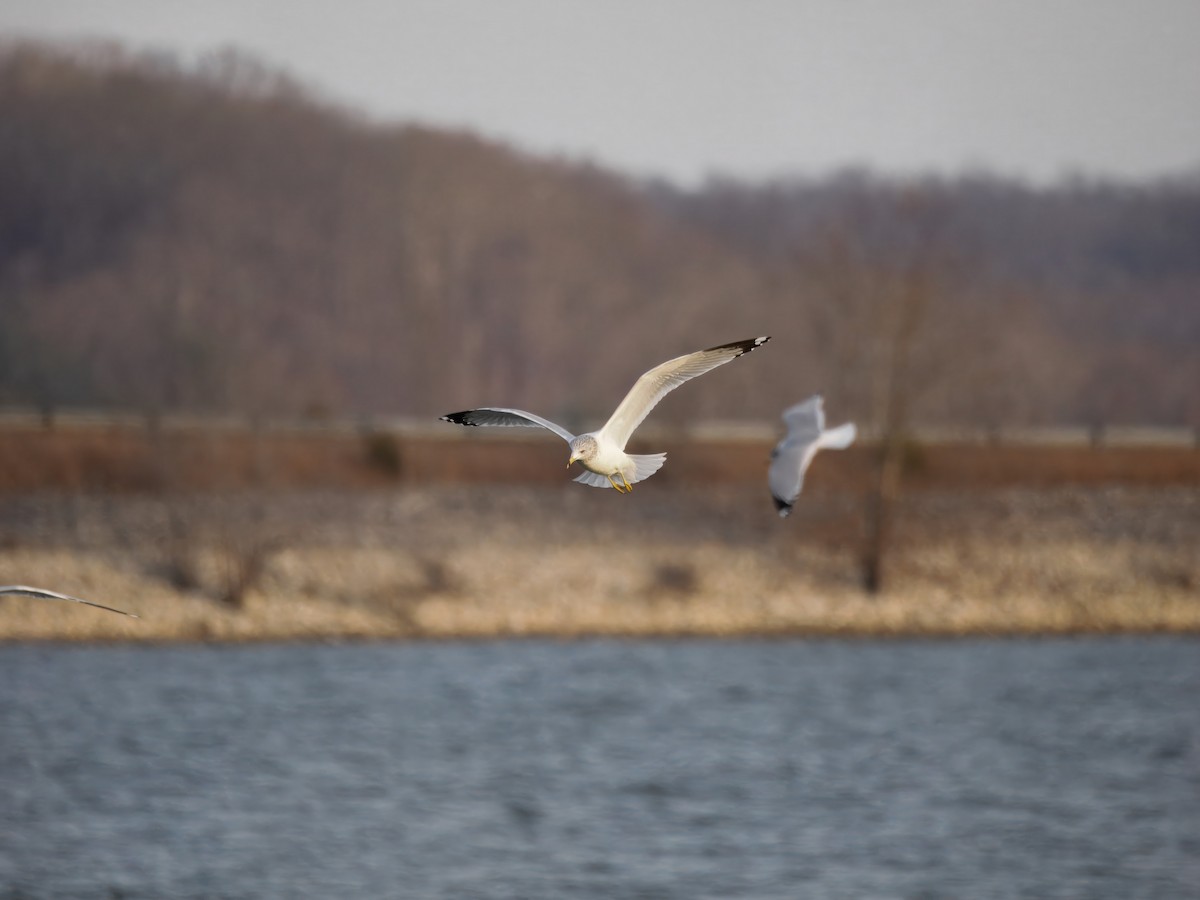 Ring-billed Gull - ML647255545