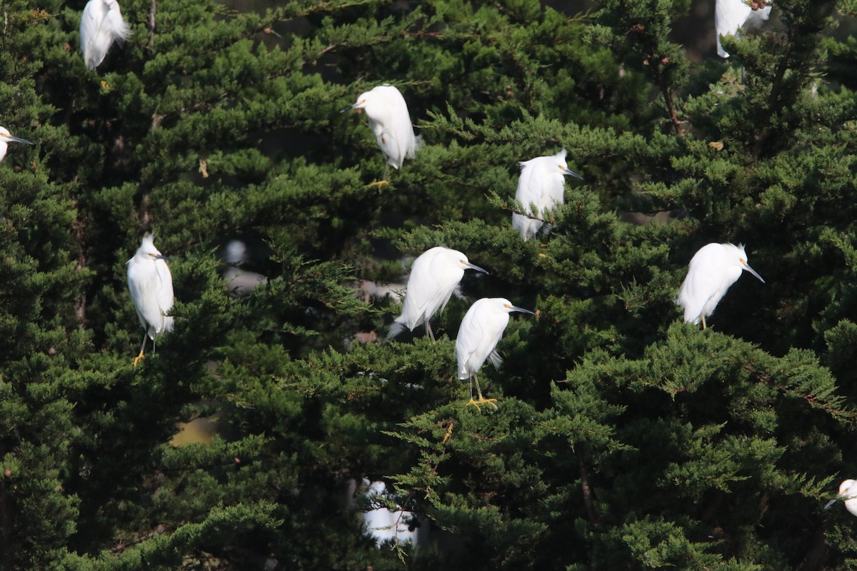 volavka bělostná - ML647255561