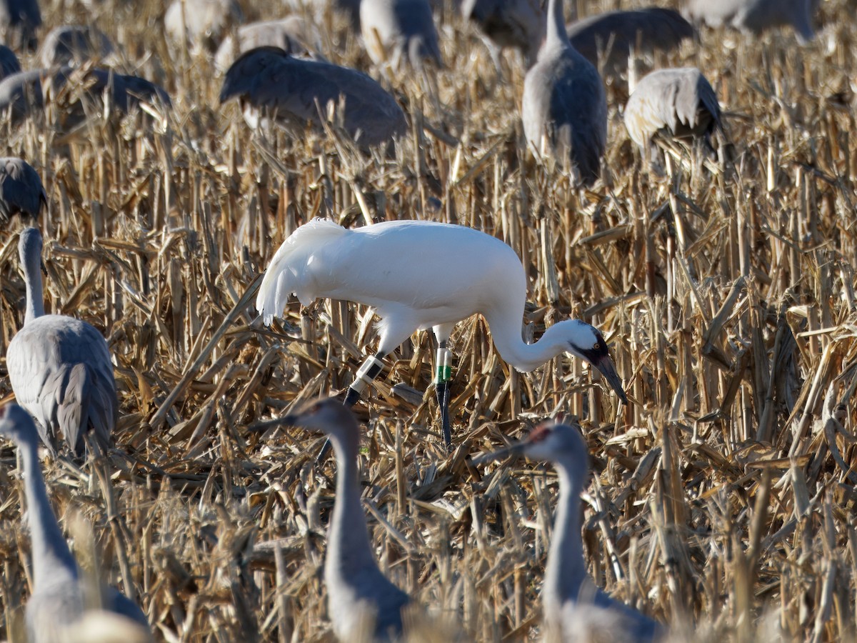 Whooping Crane - ML647255565