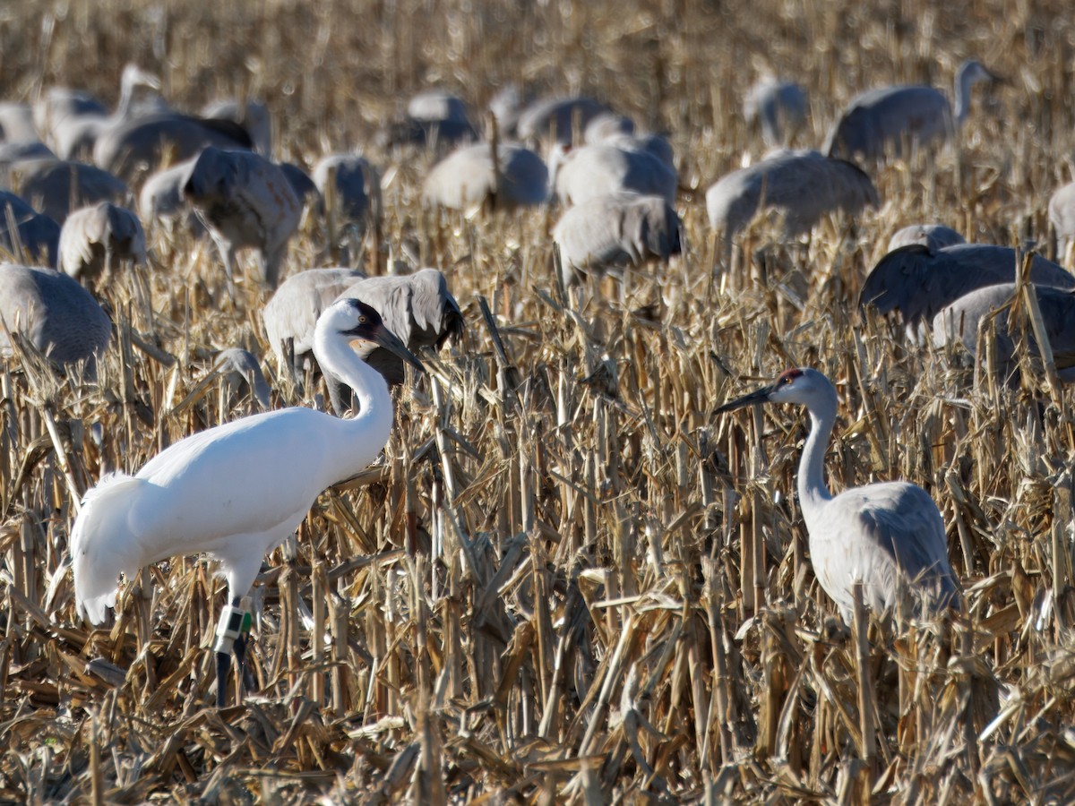 Whooping Crane - ML647255566