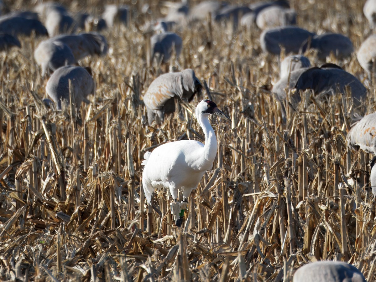 Whooping Crane - ML647255567