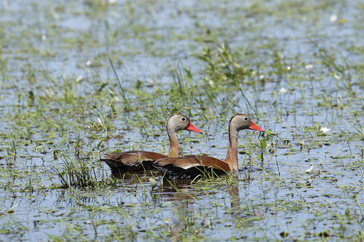 eBird Checklist - 17 Nov 2025 - Reserva Natural Don Luis - 63 species