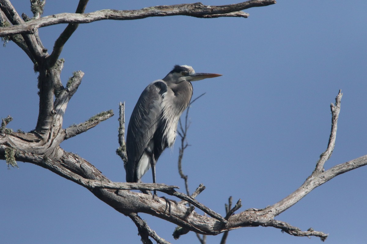 volavka velká - ML647255595