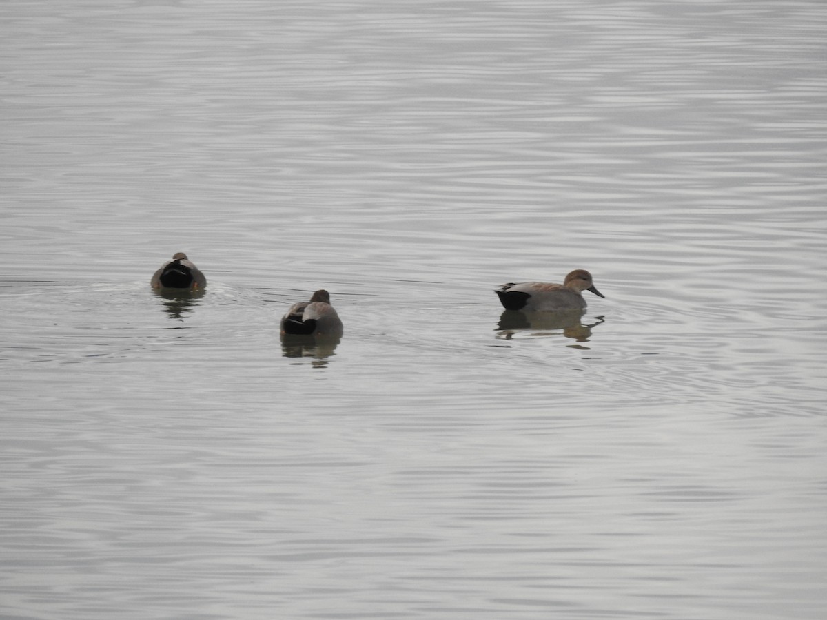 Gadwall - ML647255599