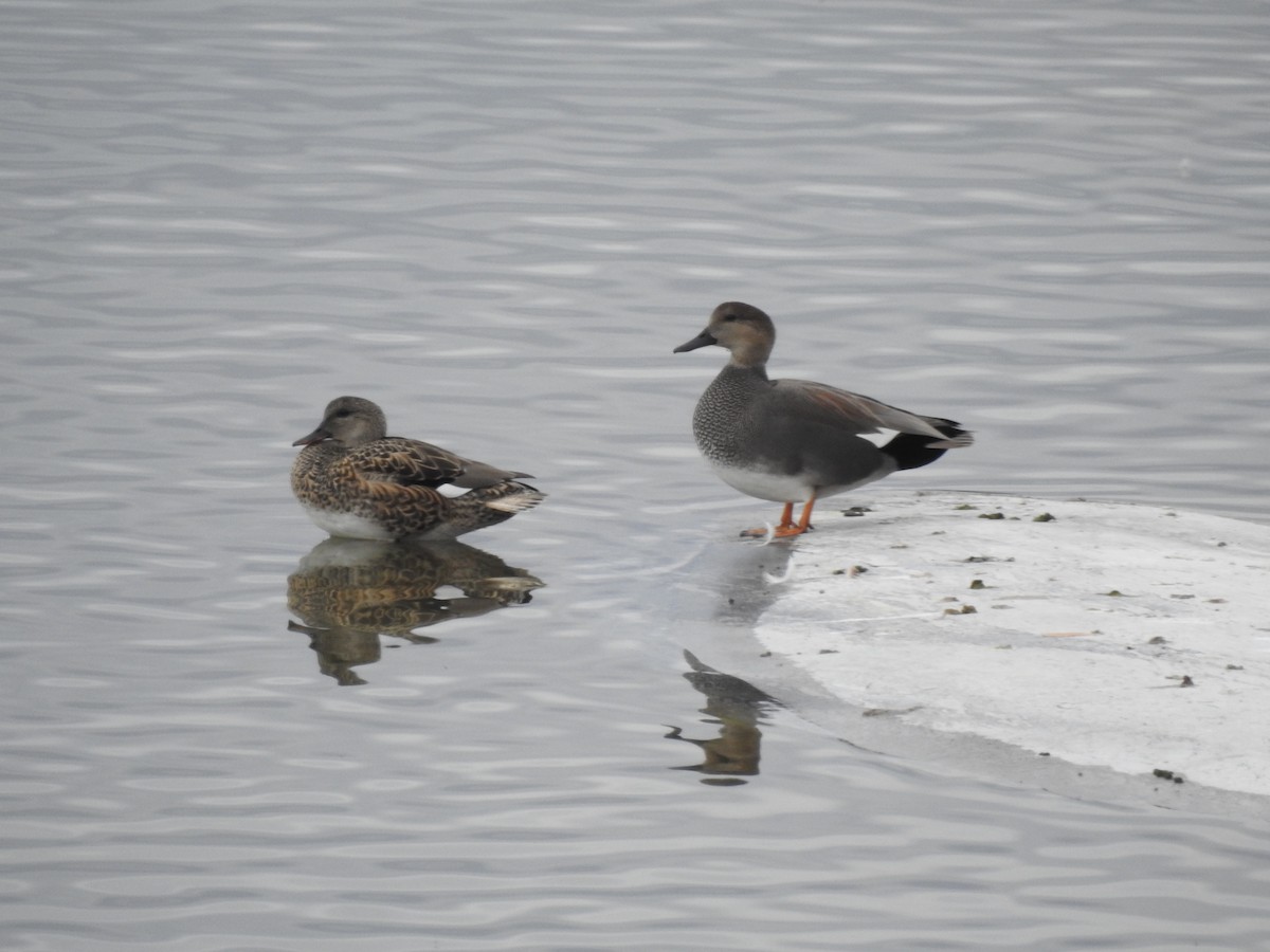 Gadwall - ML647255600