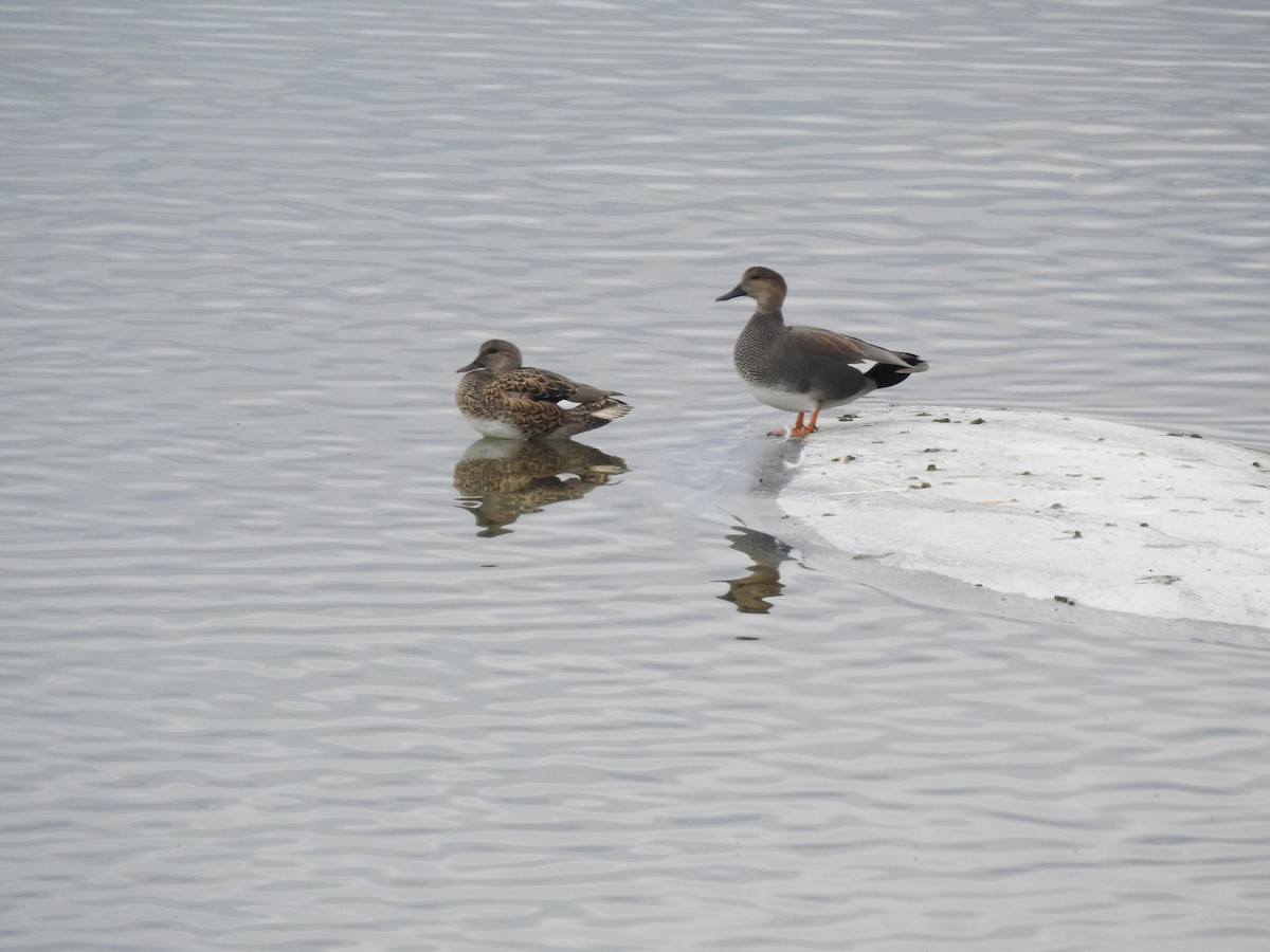 Gadwall - ML647255601