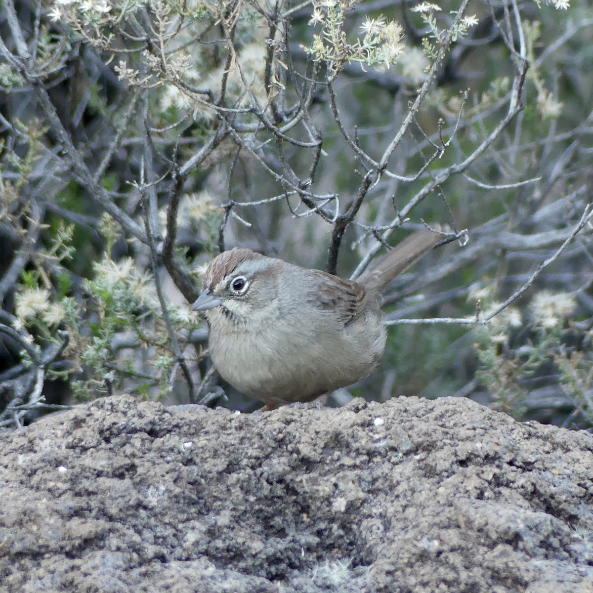 Rufous-crowned Sparrow - ML647255606