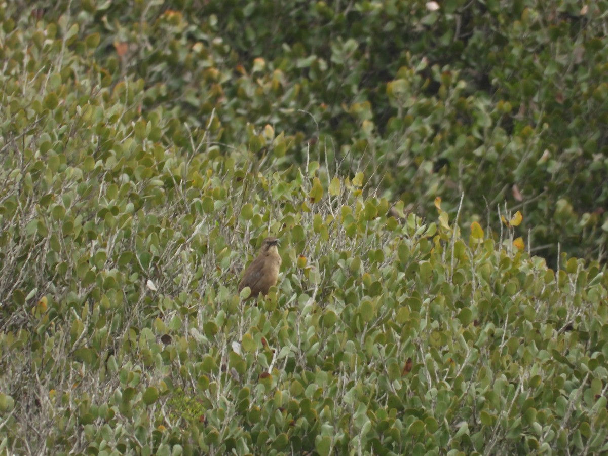 California Thrasher - ML647255607