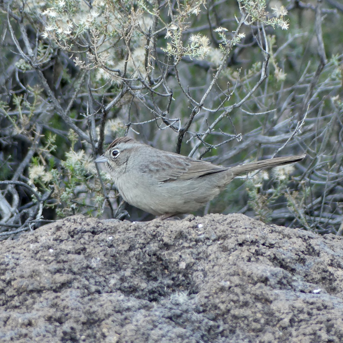 Rufous-crowned Sparrow - ML647255608