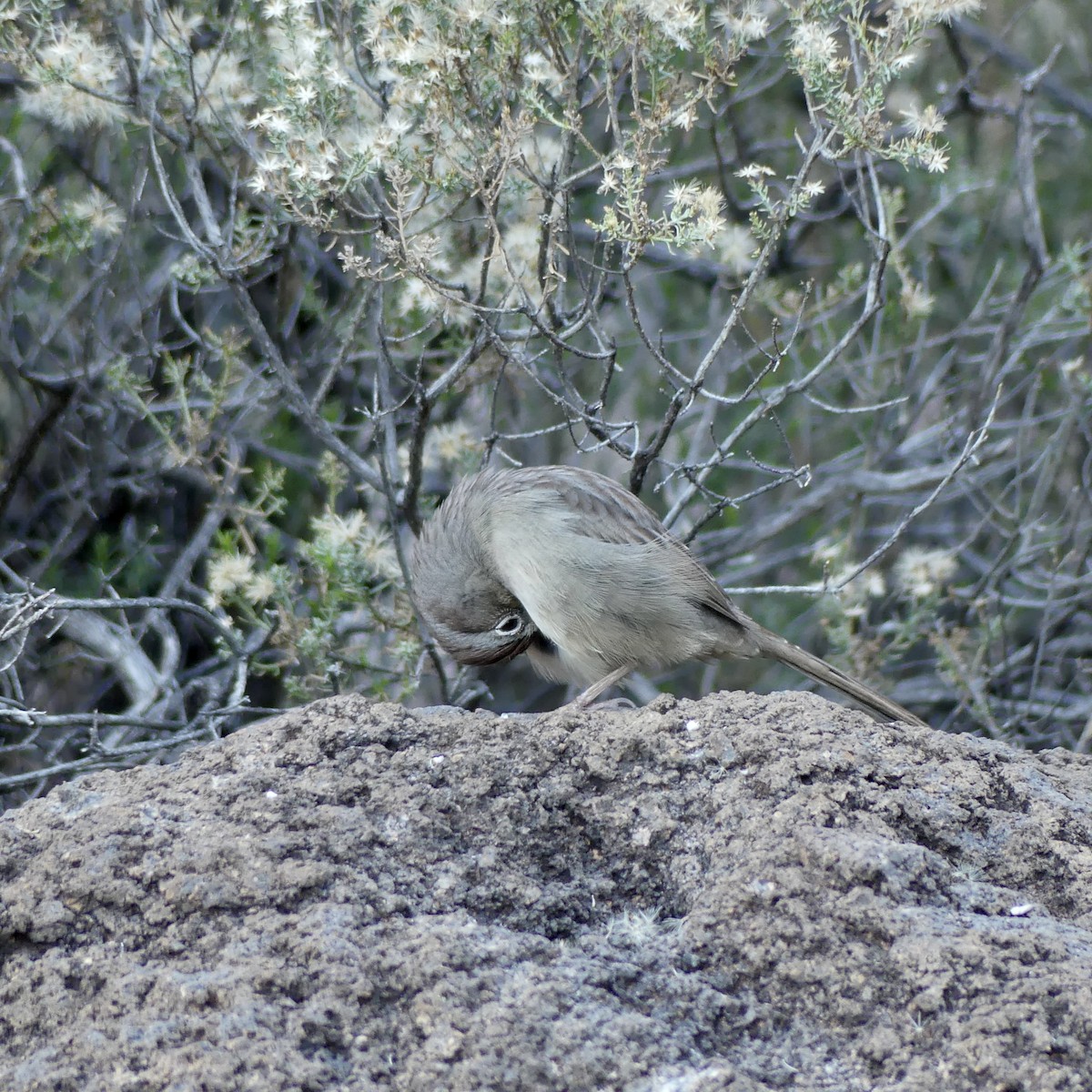 Rufous-crowned Sparrow - ML647255616