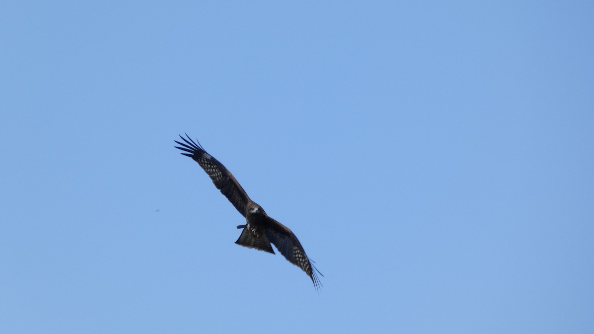 Шуліка чорний - ML647255617