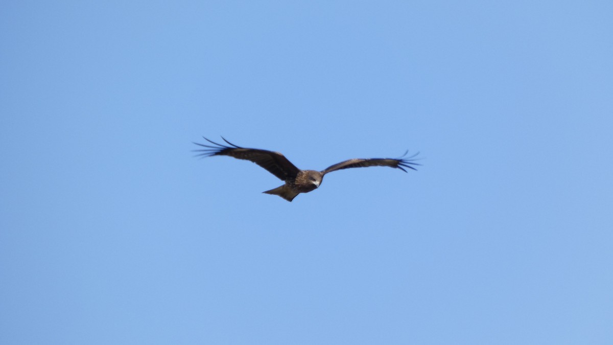 Шуліка чорний - ML647255619