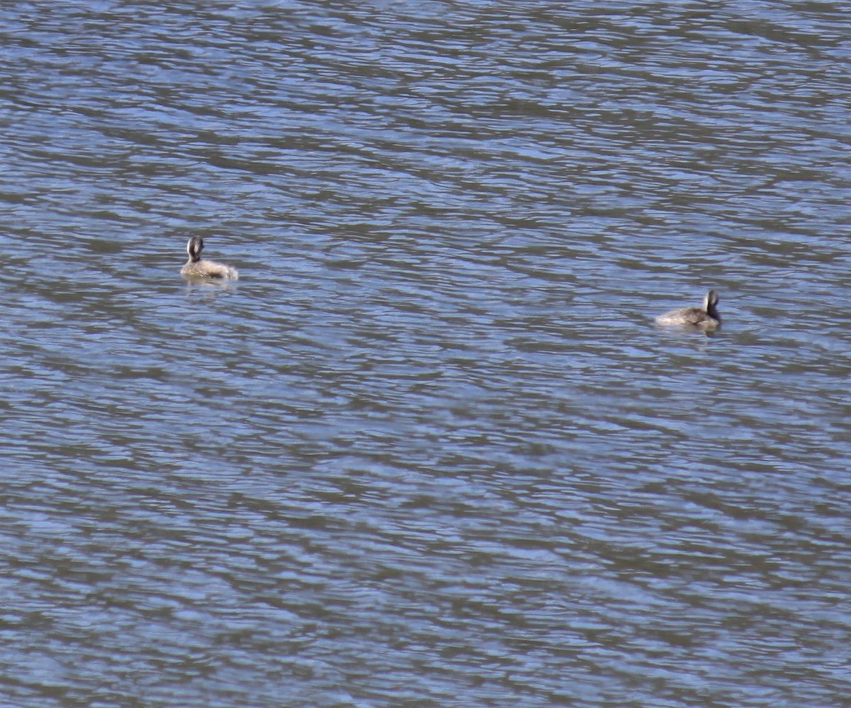 potápka šedohlavá - ML647255620