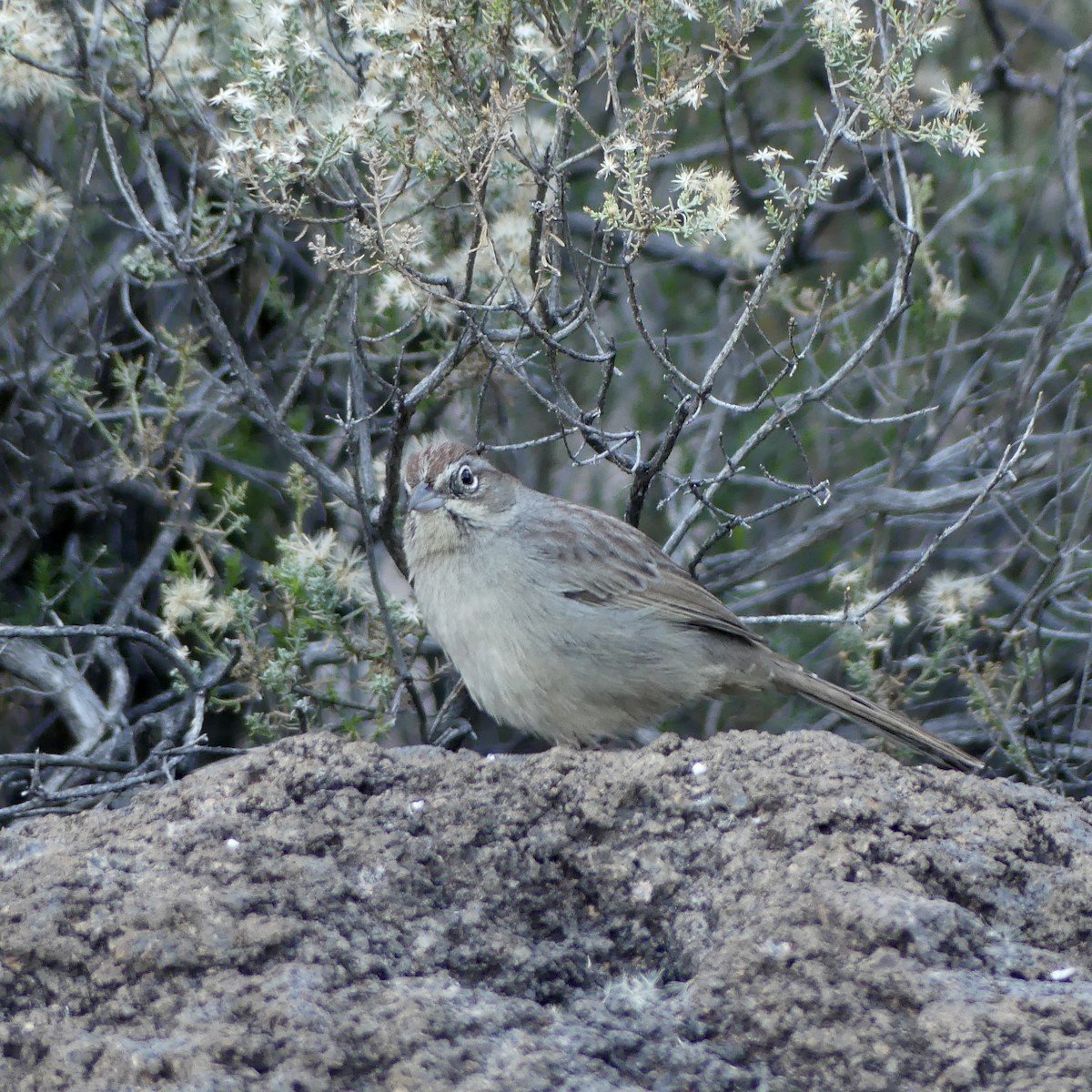 Rufous-crowned Sparrow - ML647255626