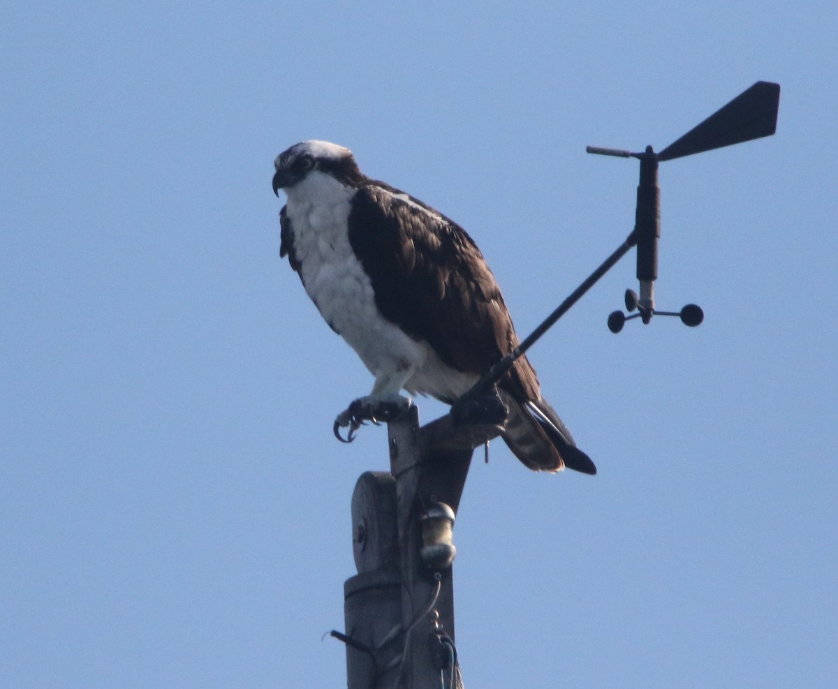 orlovec říční - ML647255630