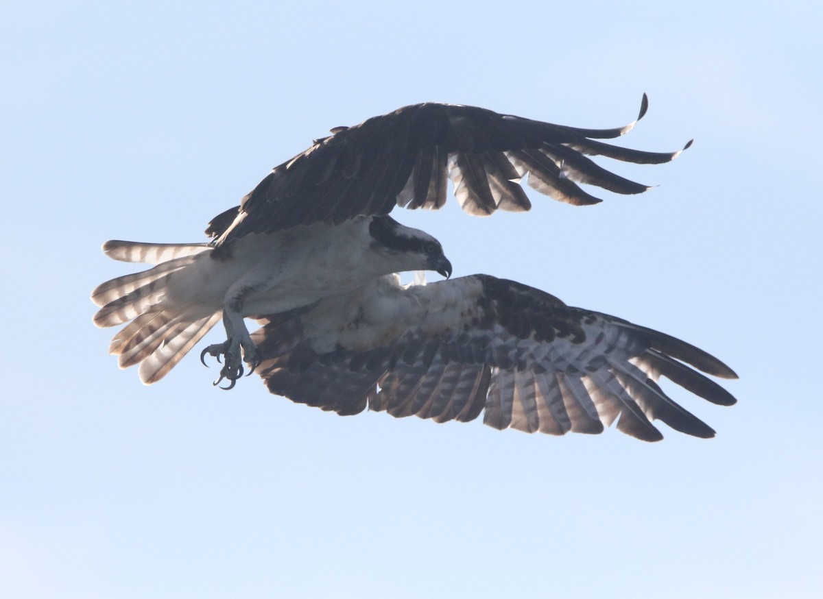 orlovec říční - ML647255631