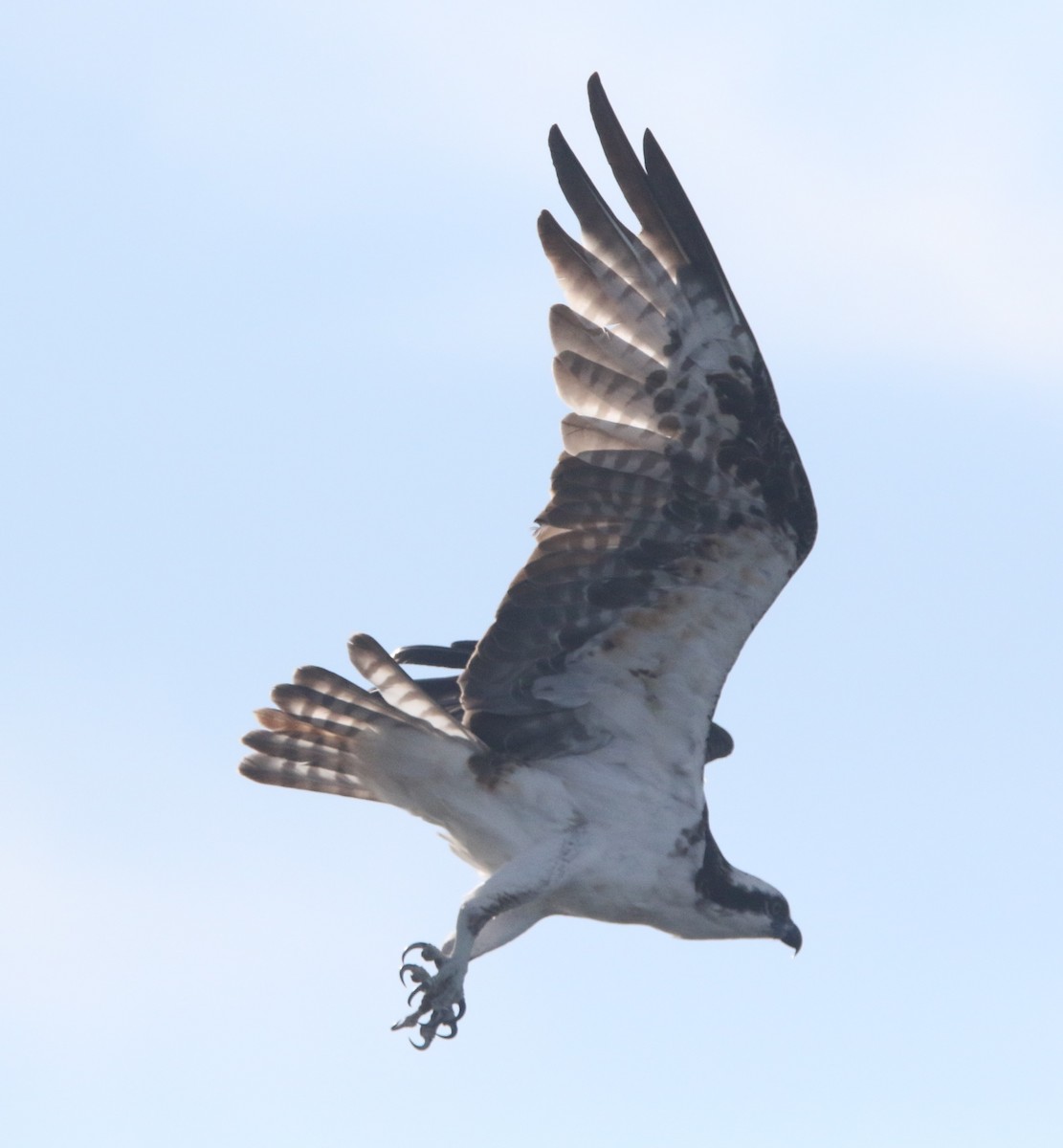 orlovec říční - ML647255632