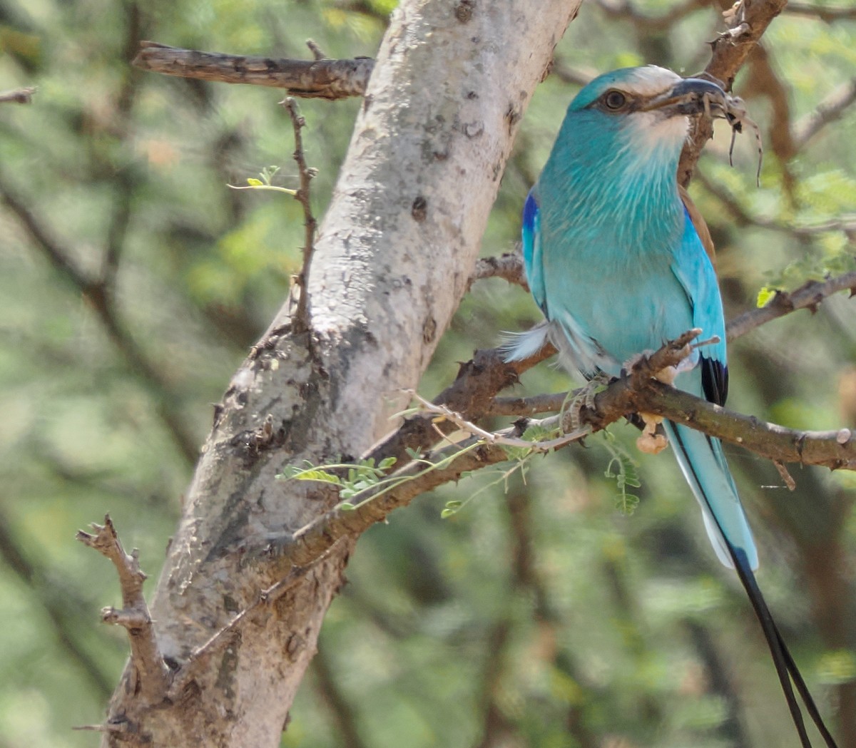 Abyssinian Roller - ML647255640