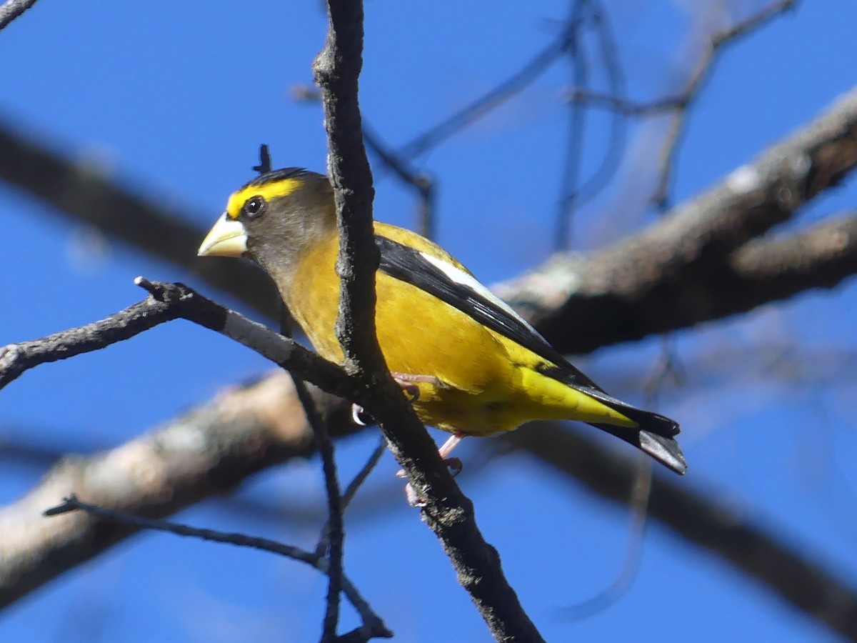 キビタイシメ - ML647255646