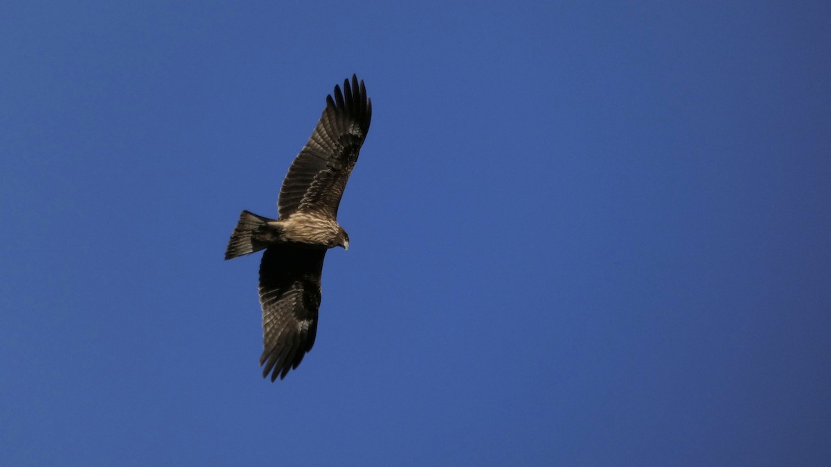 Шуліка чорний - ML647255648