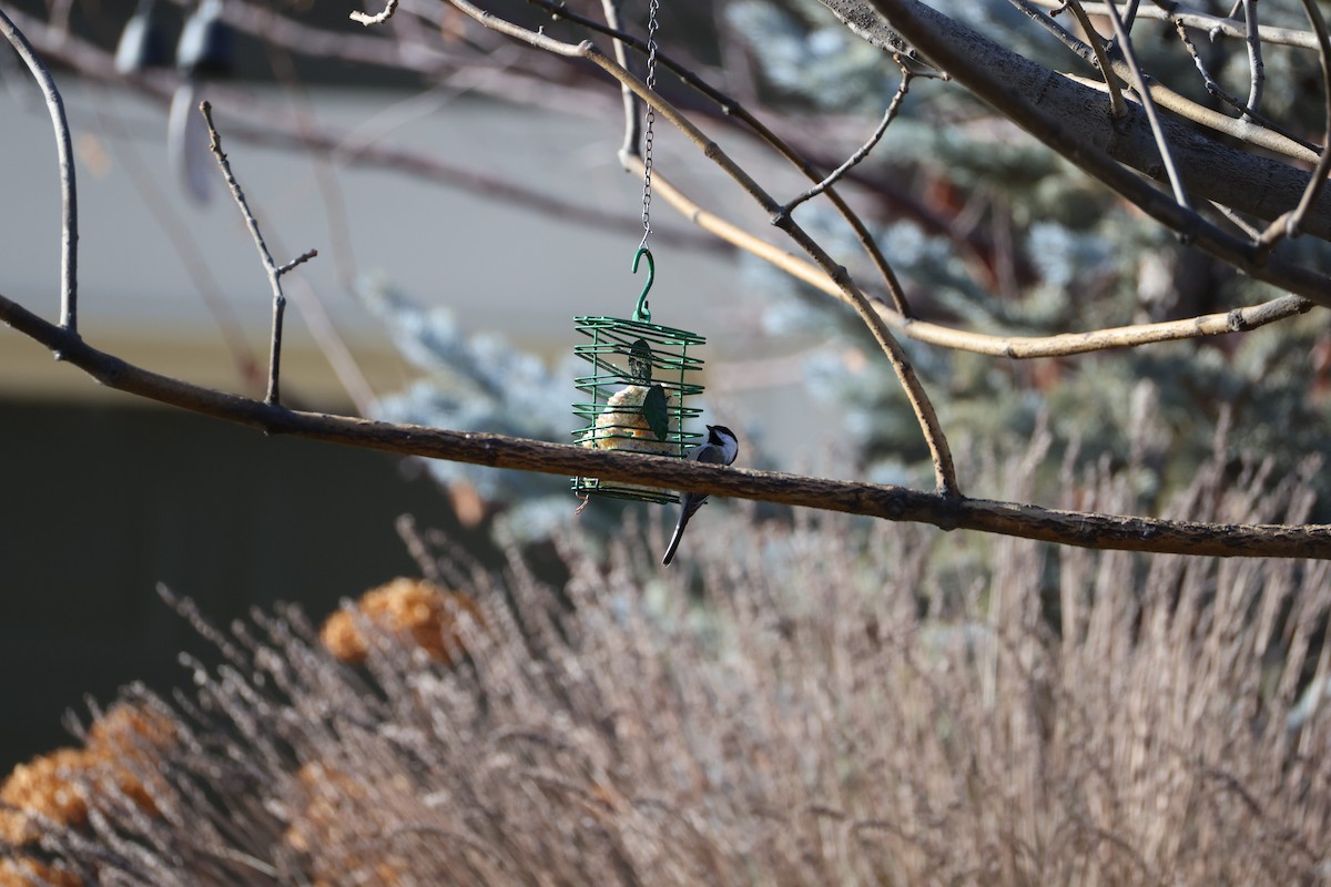 Black-capped Chickadee - ML647255650