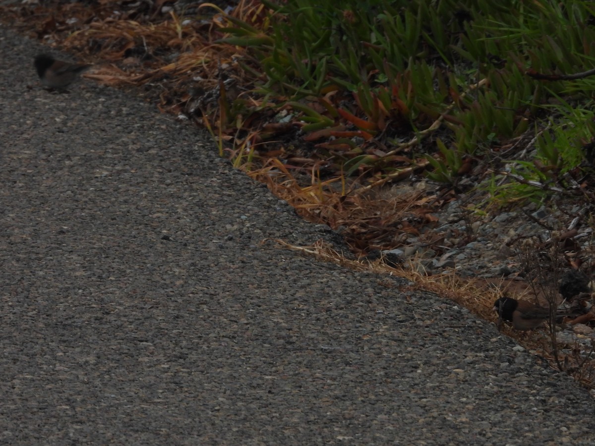 Dark-eyed Junco - ML647255651