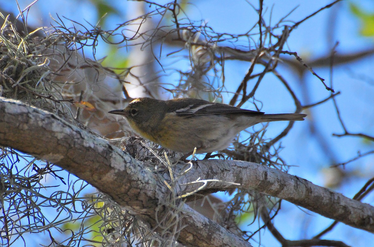 Pine Warbler - ML647255654